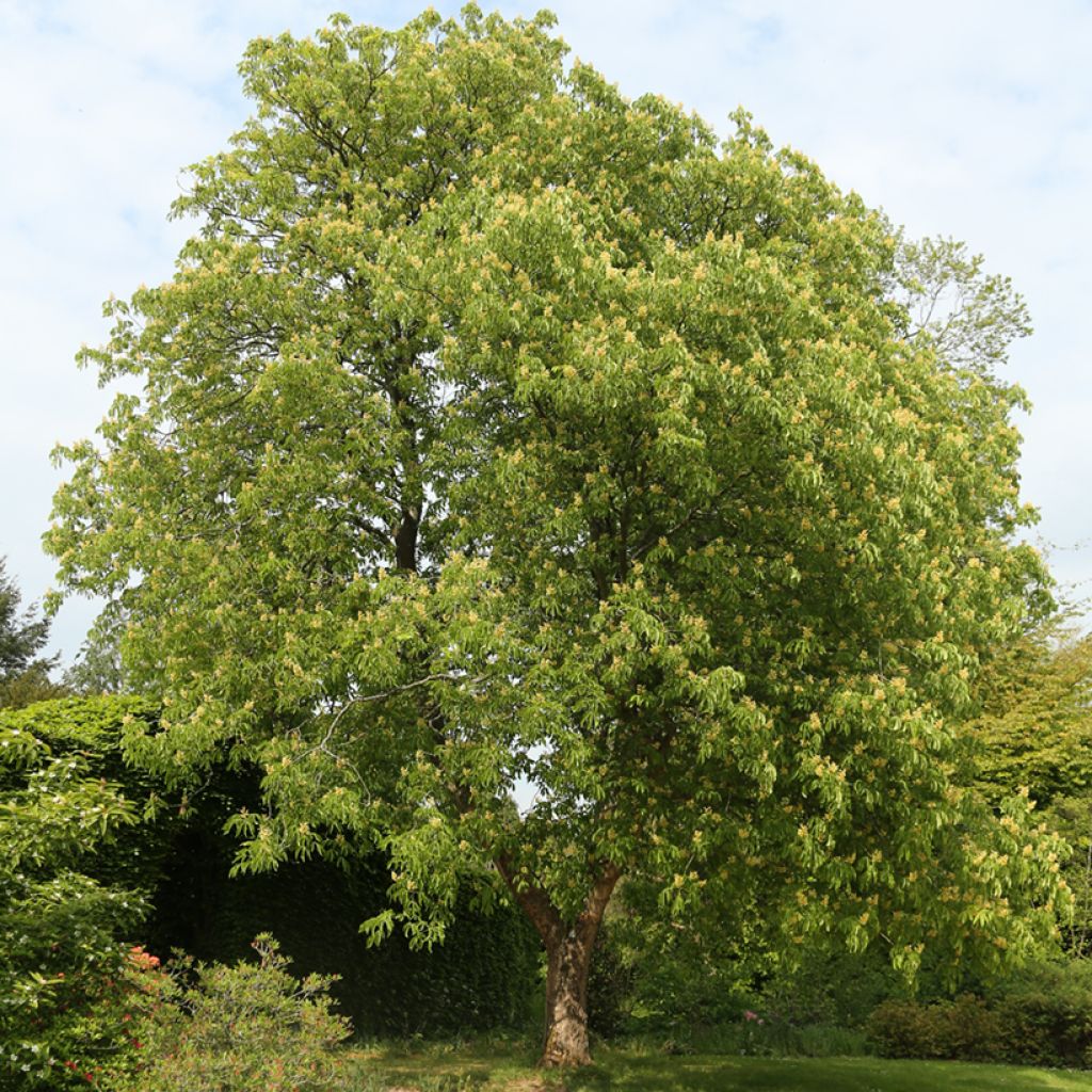 Aesculus flava - Gele pavia