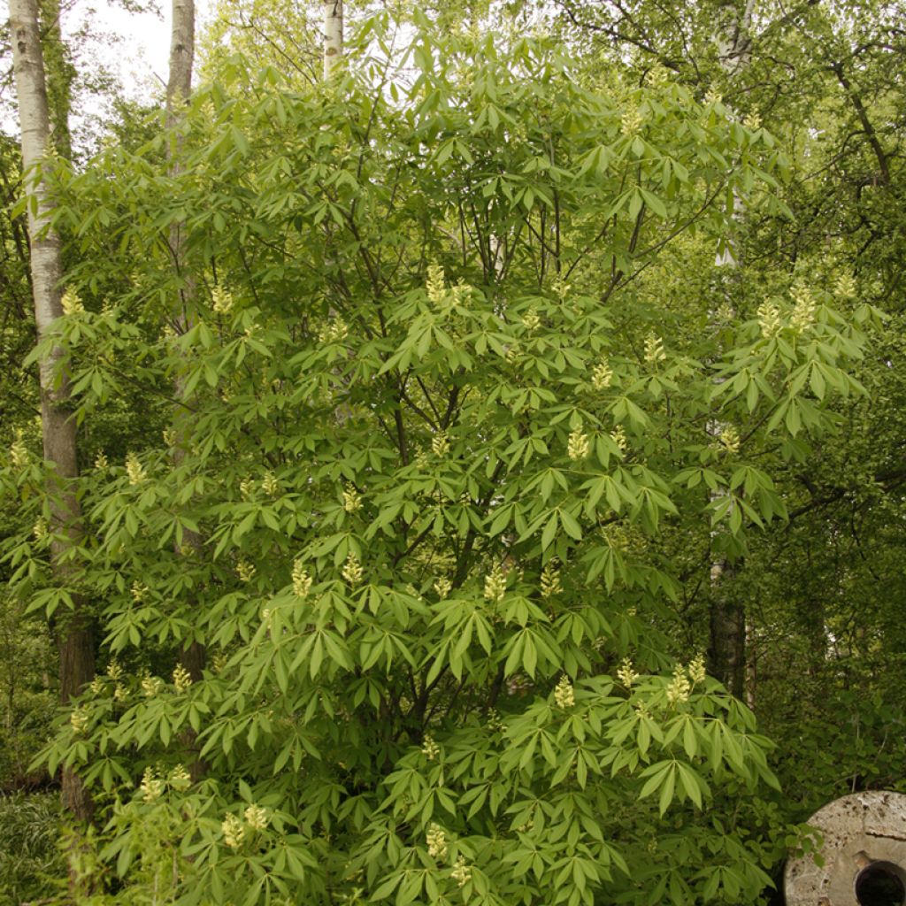 Aesculus x glaucescens - Paardenkastanje