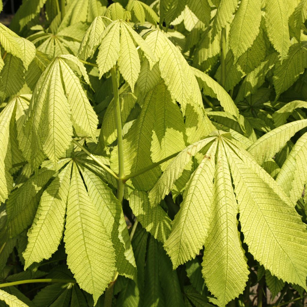 Aesculus hippocastanum Memmingeri - Witte paardenkastanje