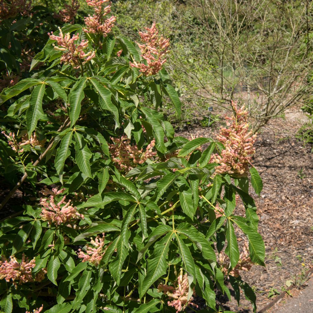Aesculus mutabilis Induta - Paardenkastanje