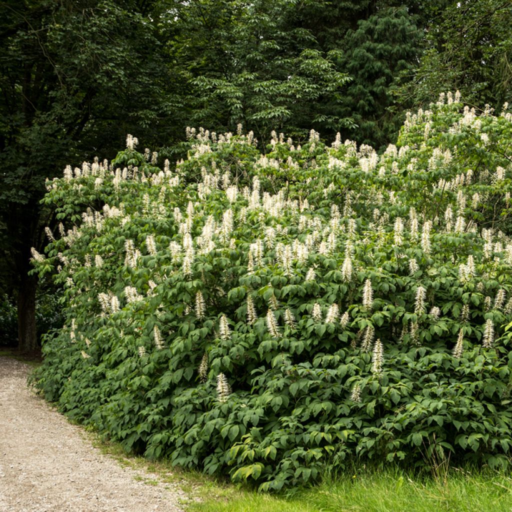 Aesculus parviflora - Herfstpaardenkastanje