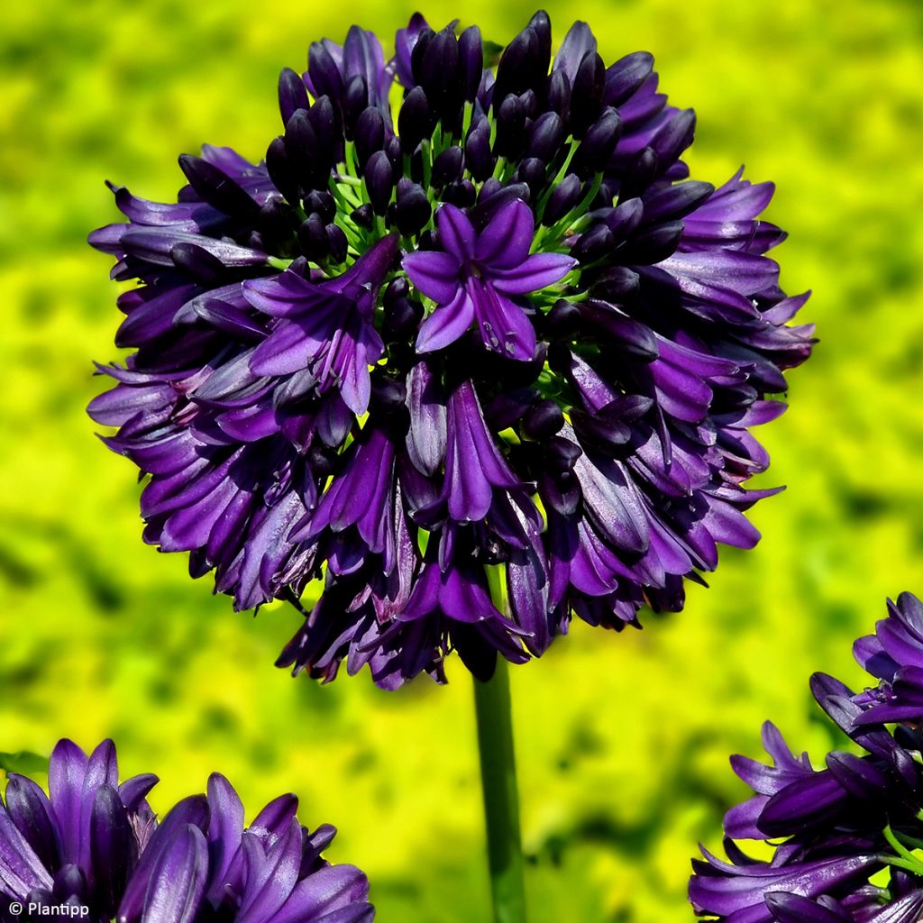 Agapanthus Black Jack - Afrikaanse lelie
