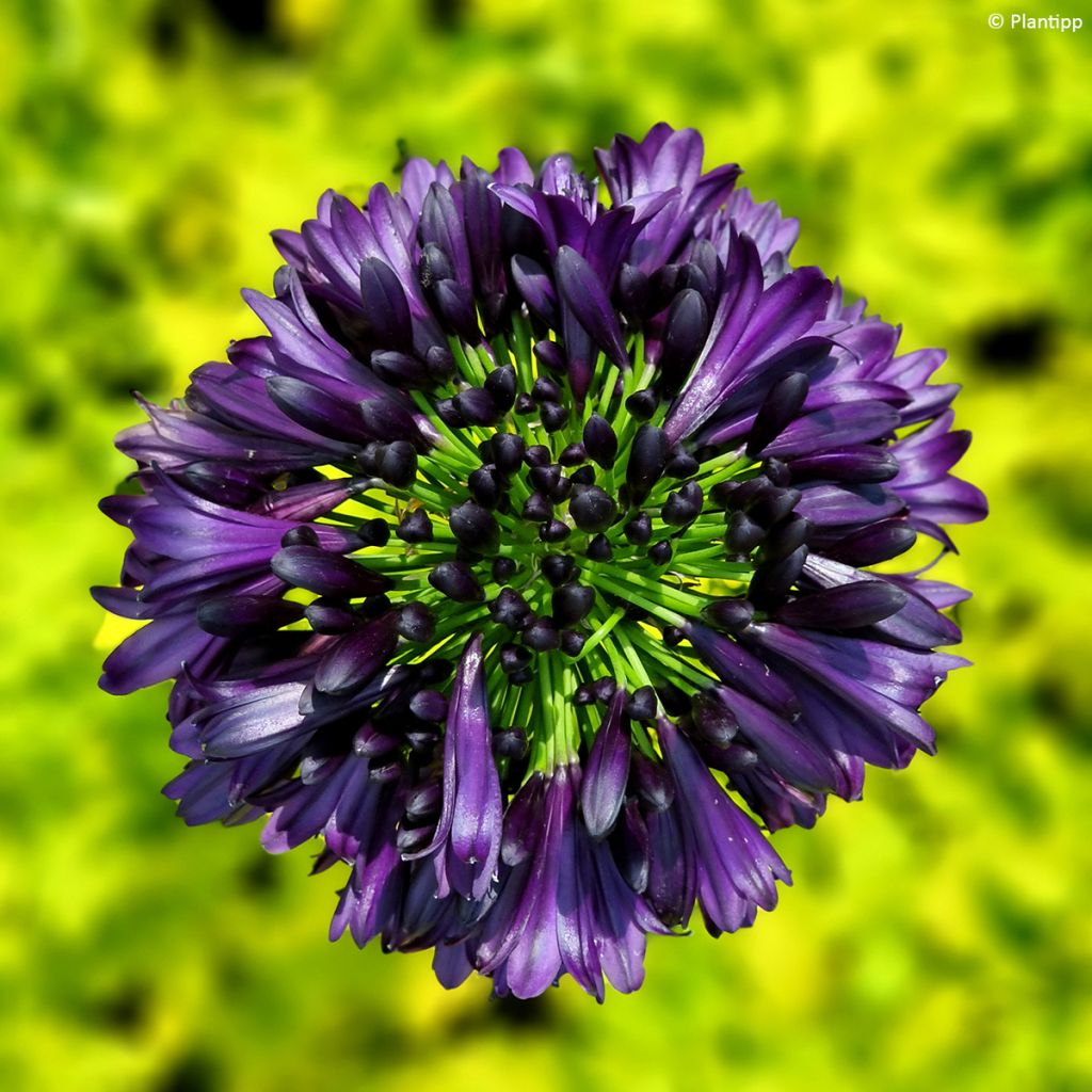 Agapanthus Black Jack - Afrikaanse lelie
