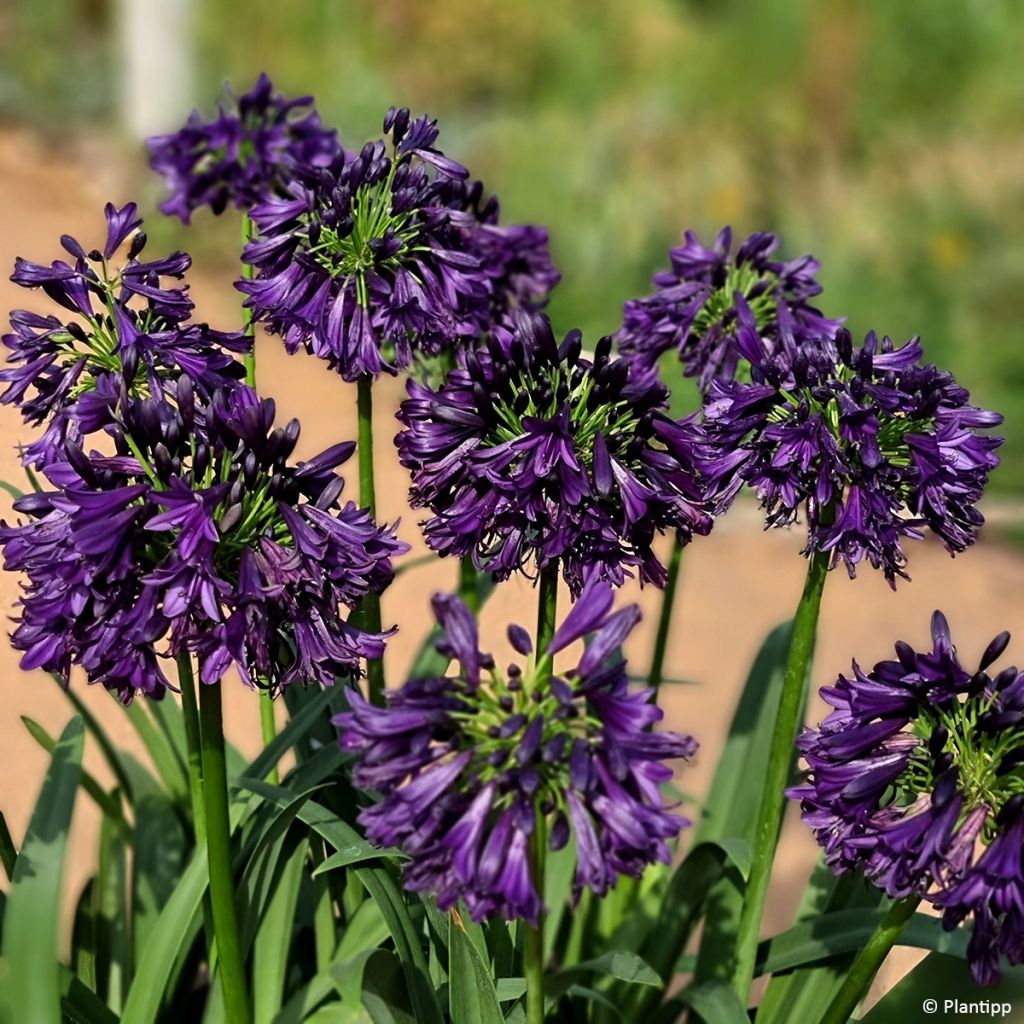 Agapanthus Black Jack - Afrikaanse lelie