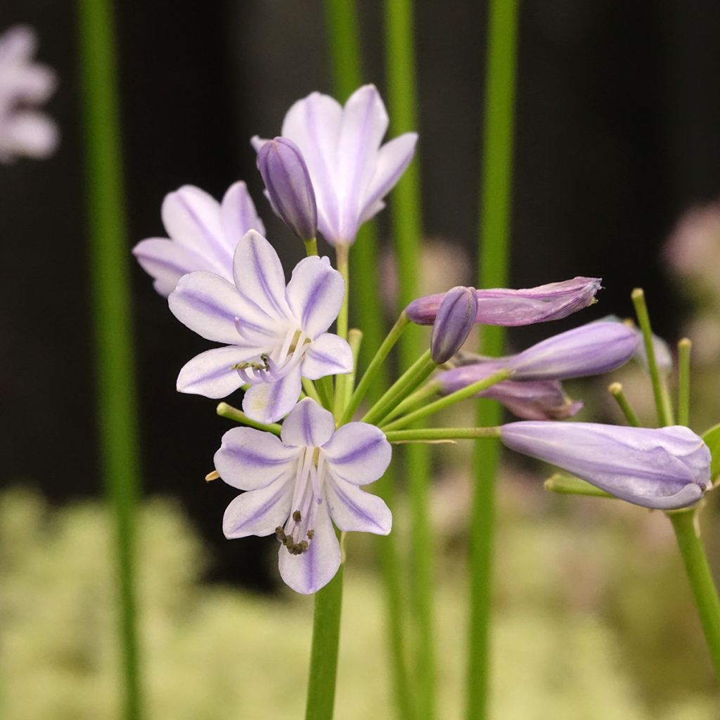 Agapanthus Blue Baby - Afrikaanse lelie