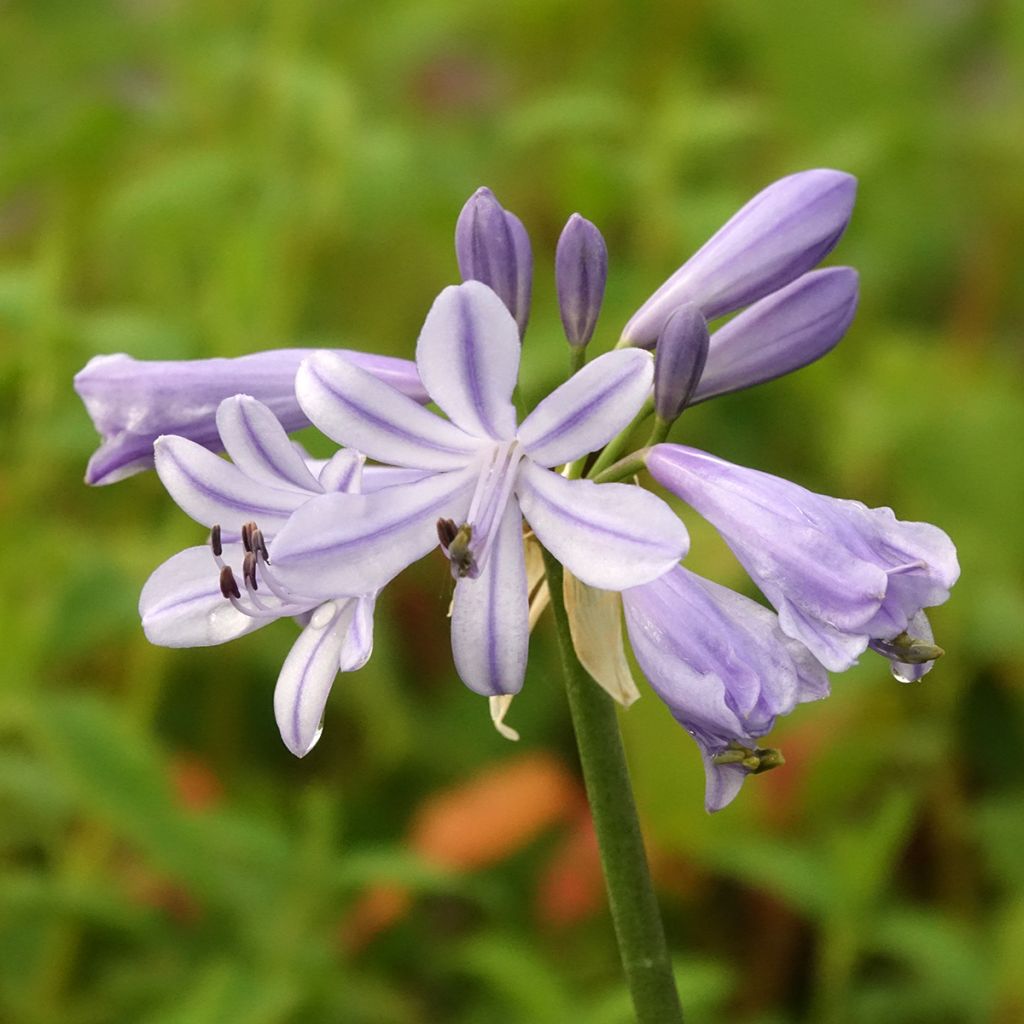 Agapanthus Blue Baby - Afrikaanse lelie