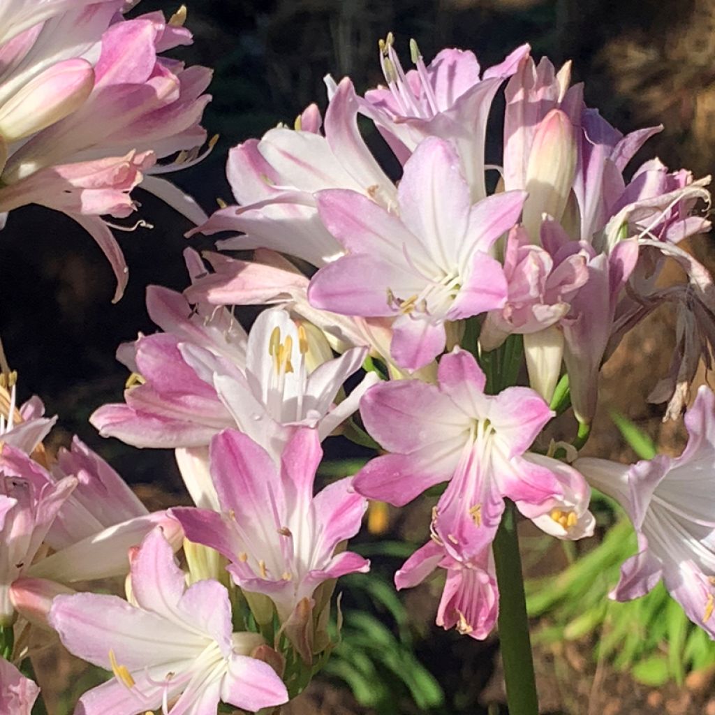 Agapanthus Blush Pink - Afrikaanse lelie