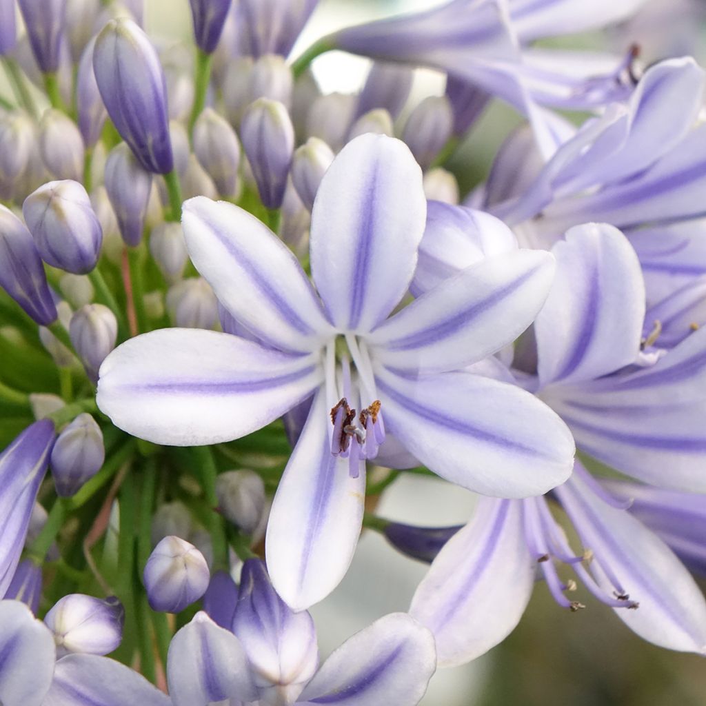 Agapanthus Full Moon - Afrikaanse lelie