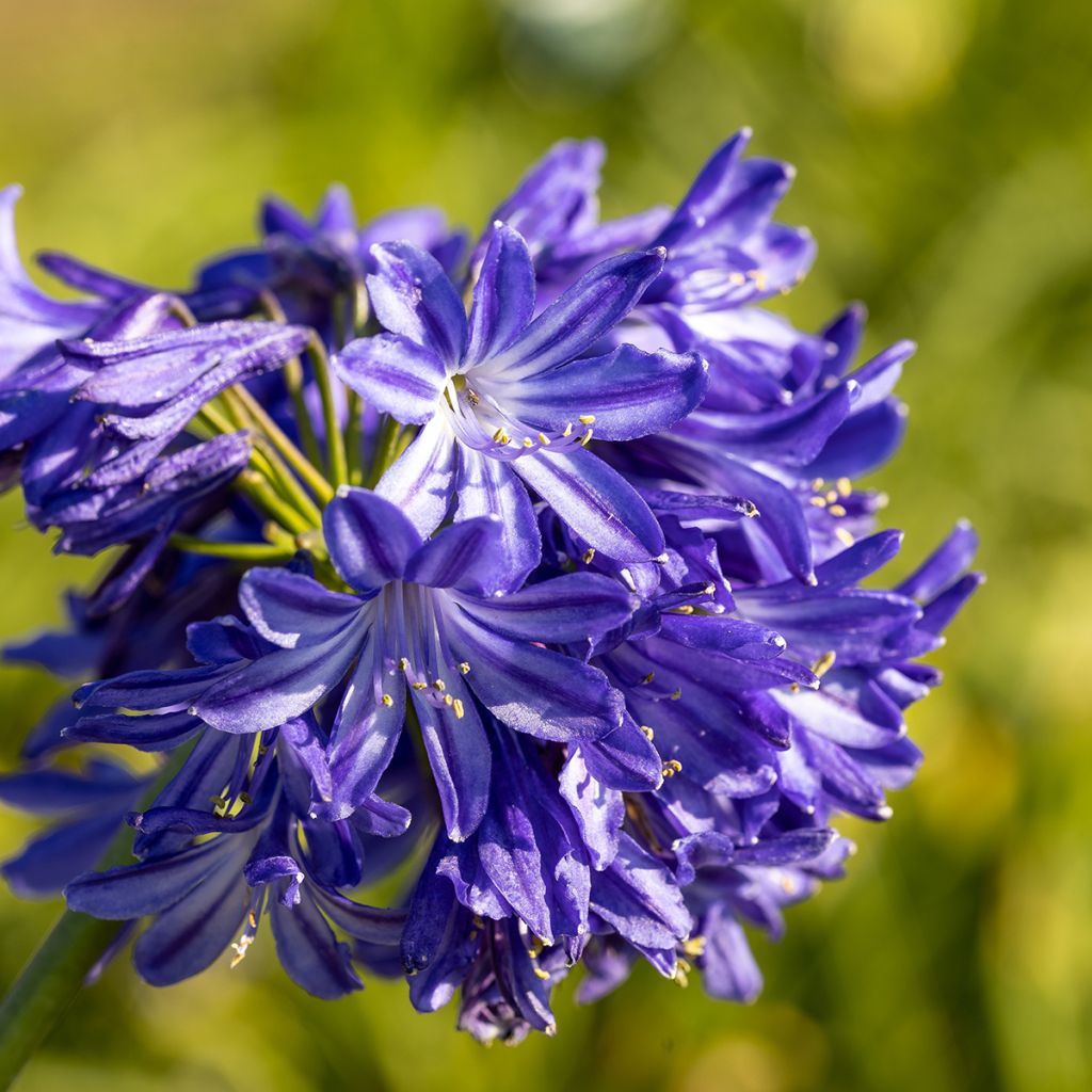 Agapanthus Northern Star - Afrikaanse lelie