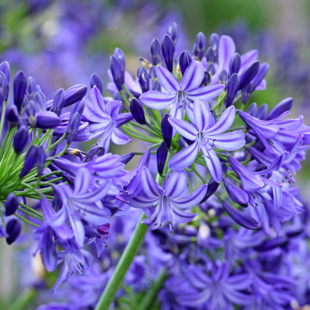 Agapanthus Northern Star - Afrikaanse lelie