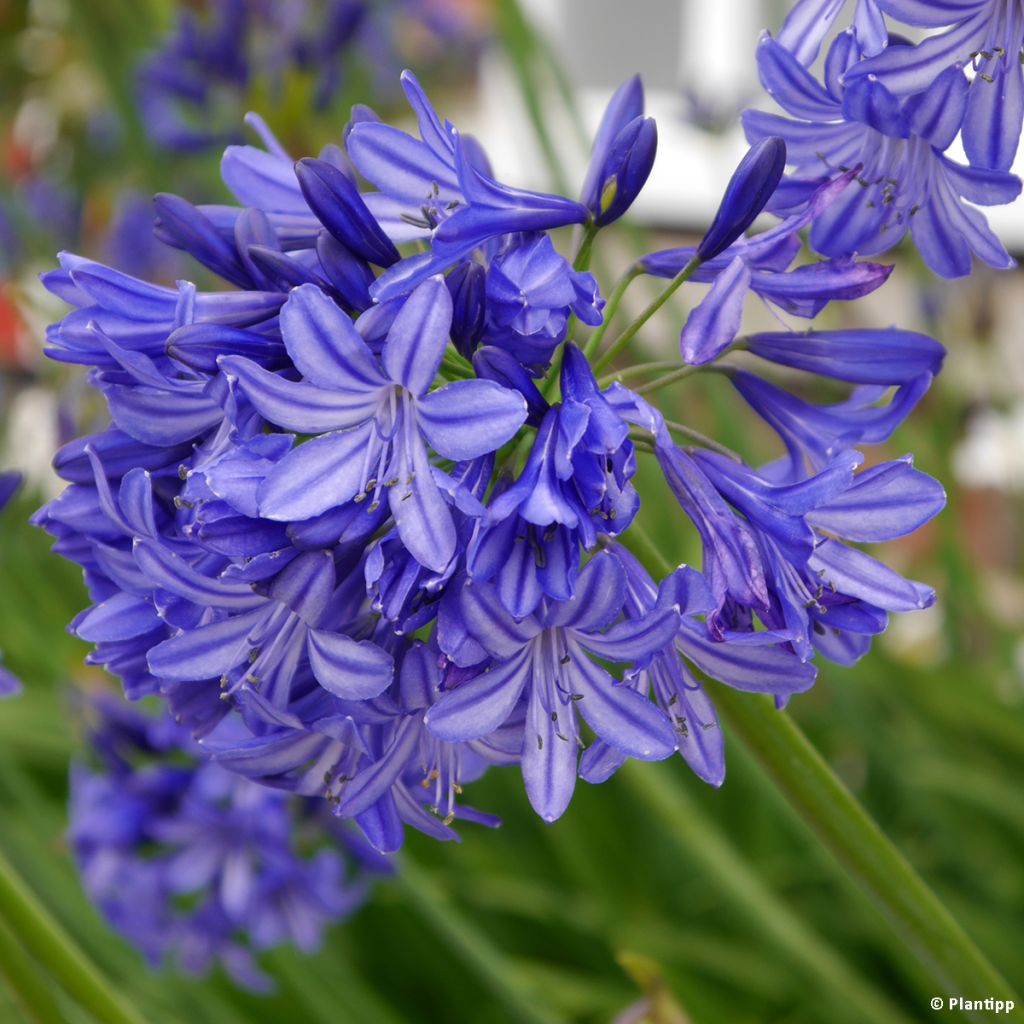 Agapanthus Northern Star - Afrikaanse lelie