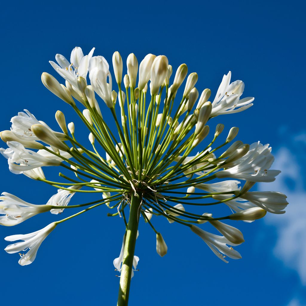 Agapanthus Polar Ice - Afrikaanse lelie