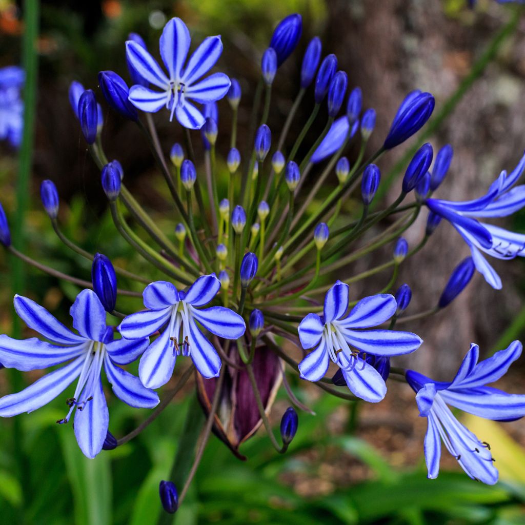 Agapanthus Purple Cloud - Afrikaanse lelie