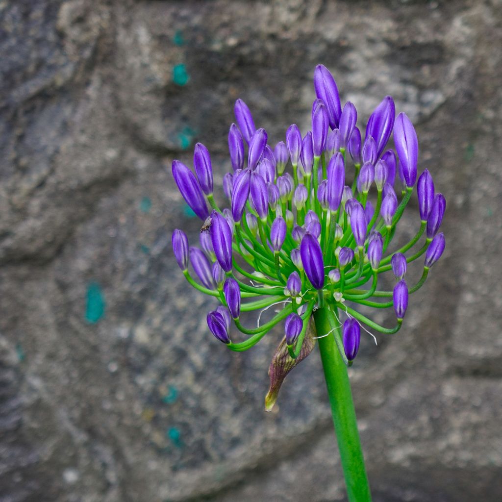 Agapanthus Purple Cloud - Afrikaanse lelie