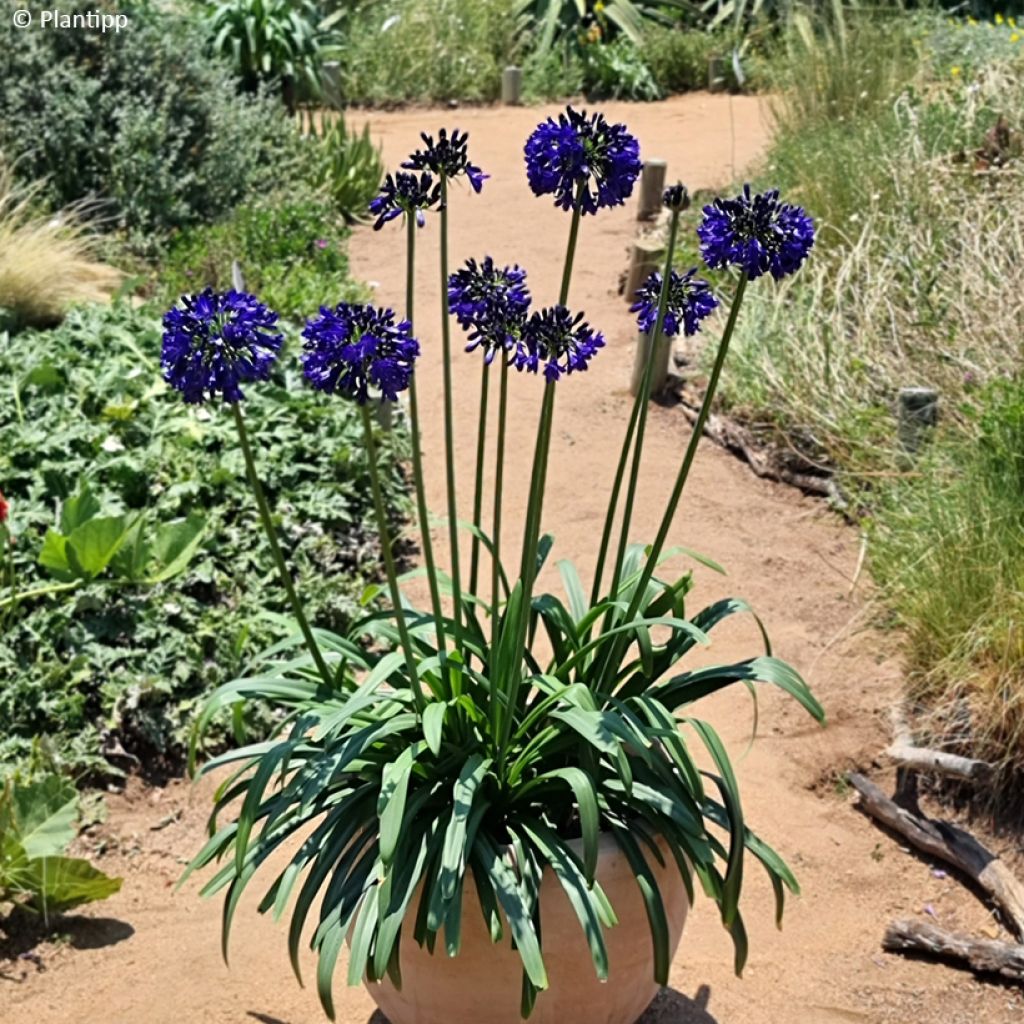 Agapanthus Midnight Sky - Afrikaanse lelie