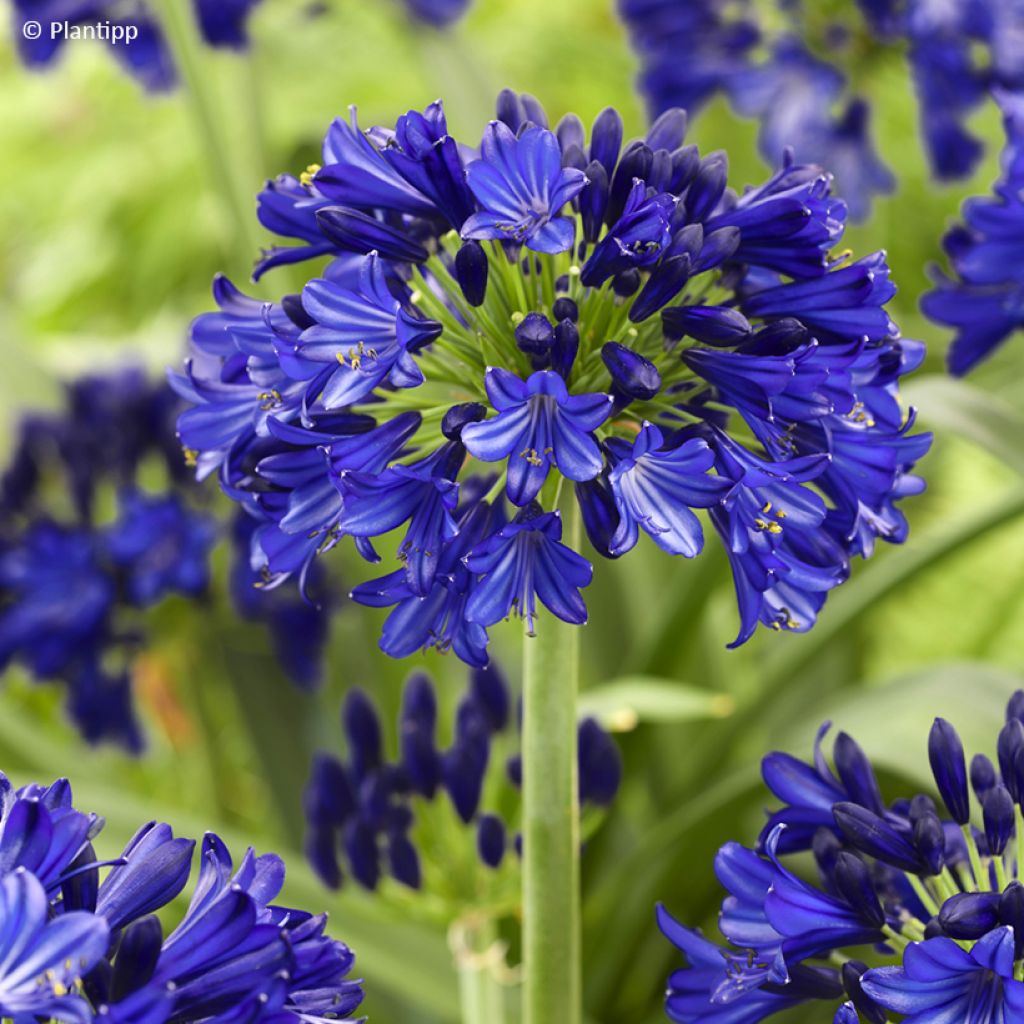 Agapanthus Midnight Sky - Afrikaanse lelie