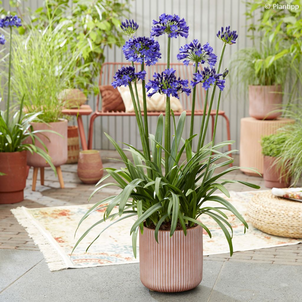 Agapanthus Midnight Sky - Afrikaanse lelie