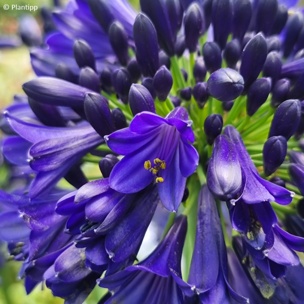 Agapanthus Midnight Sky - Afrikaanse lelie