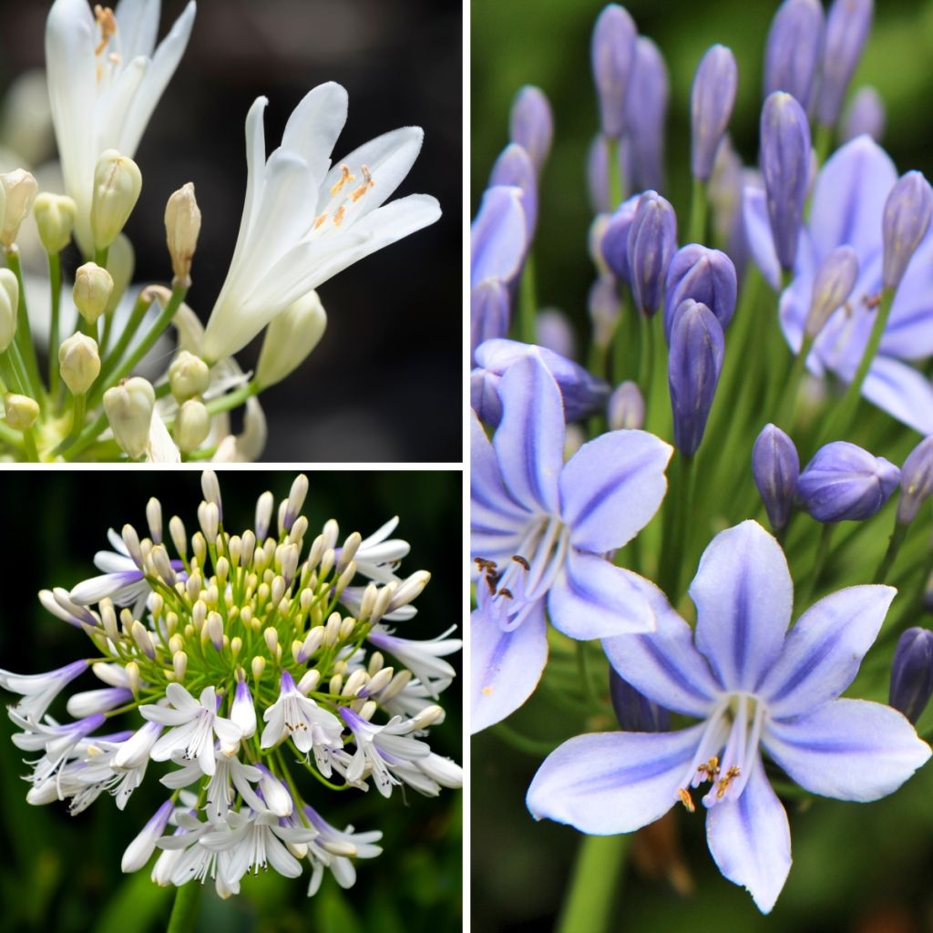 Agapanthus  Three Sisters - Afrikaanse lelie