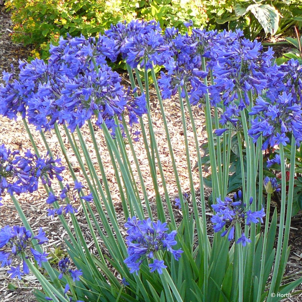 Agapanthus praecox Sofie - Afrikaanse lelie