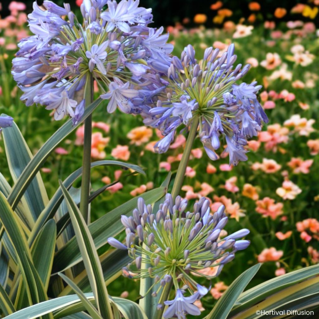 Agapanthus praecox Zambezi - Afrikaanse lelie