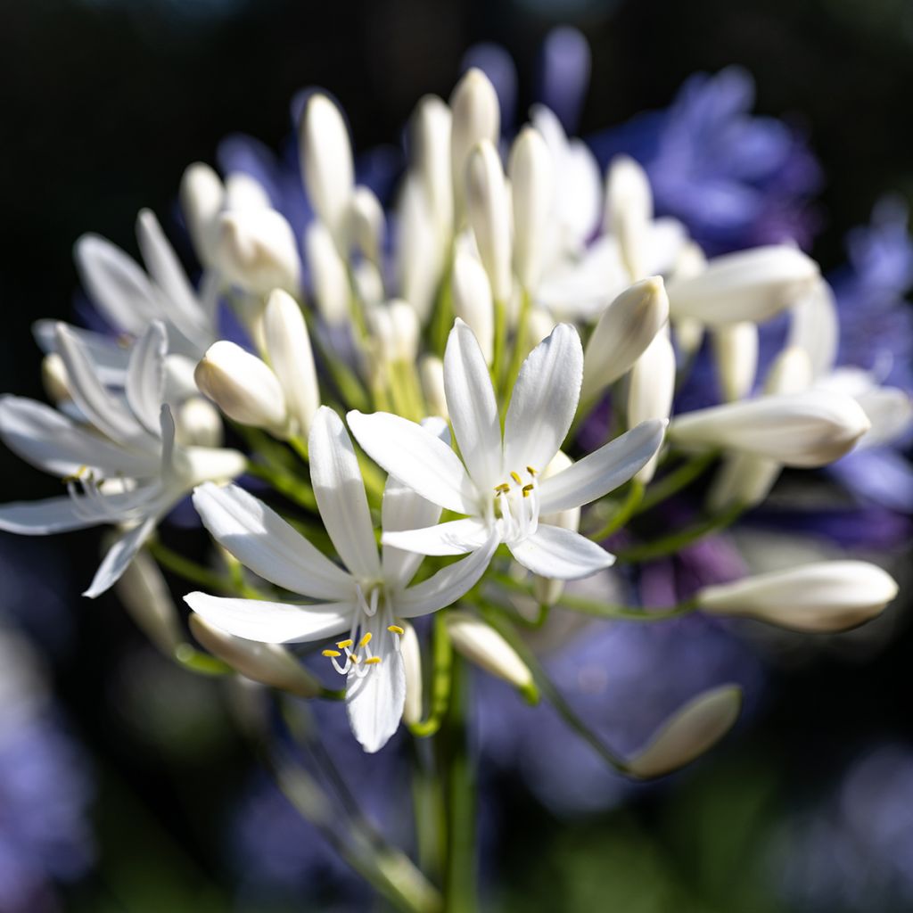 Agapanthus Arctic Star - Afrikaanse lelie