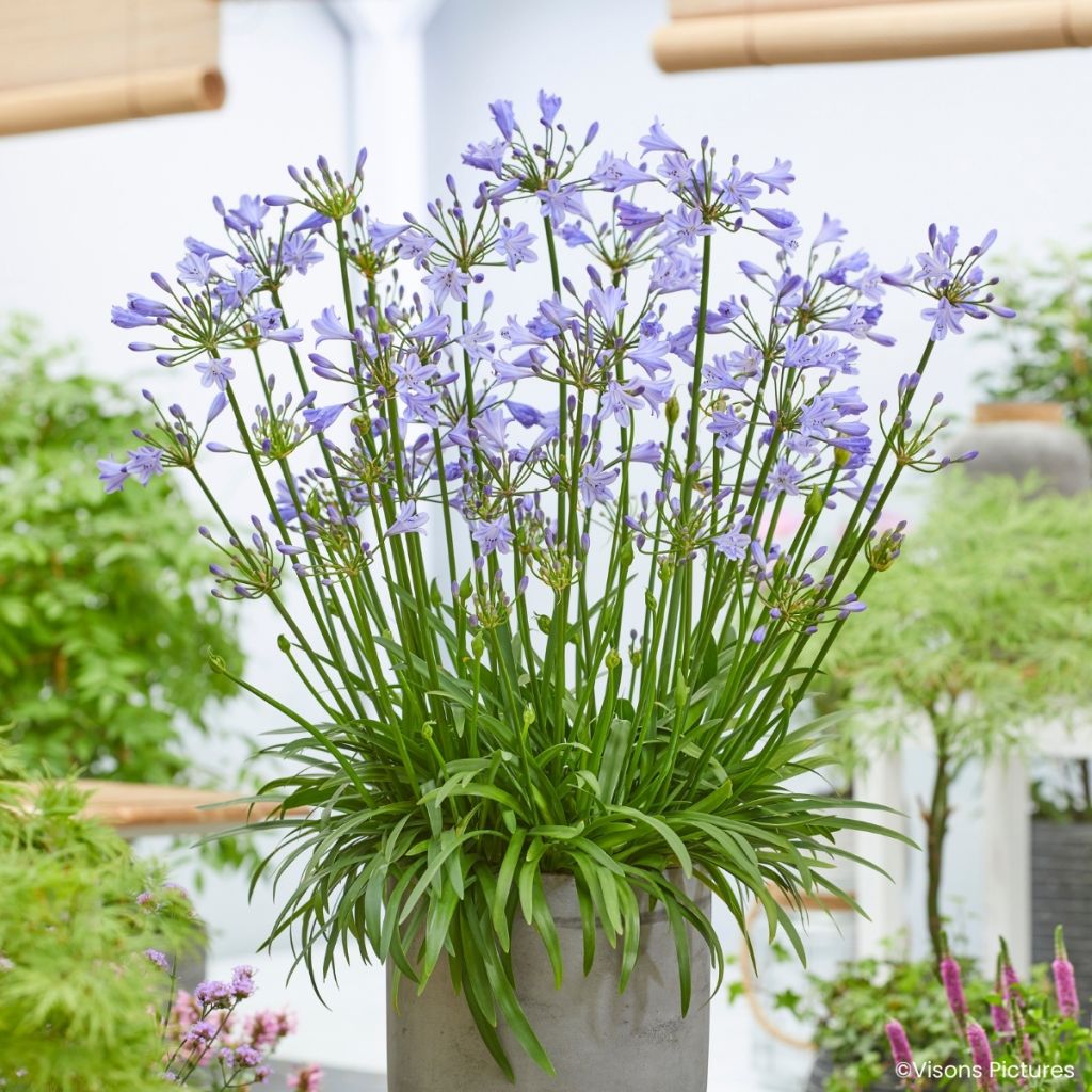 Agapanthus Blue Baby - Afrikaanse lelie