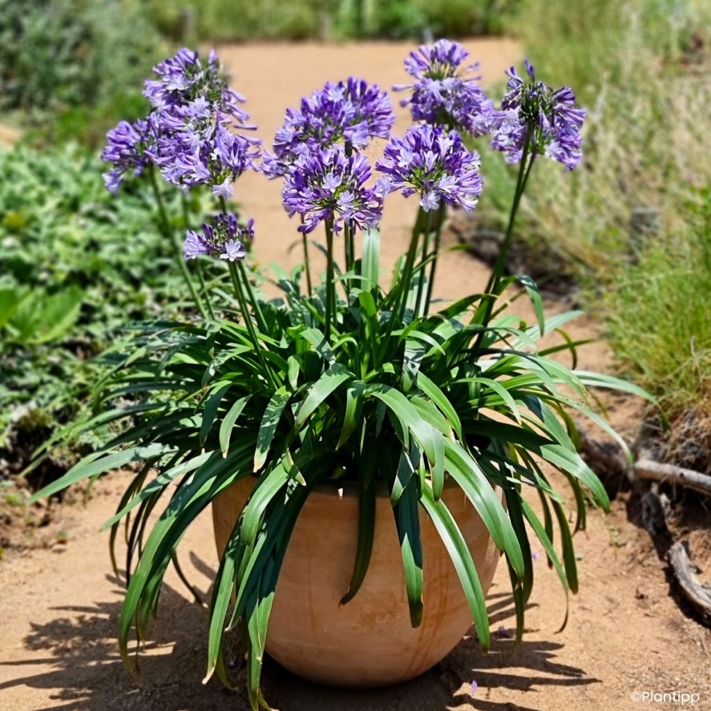 Agapanthus Everpanthus Midnight Moon