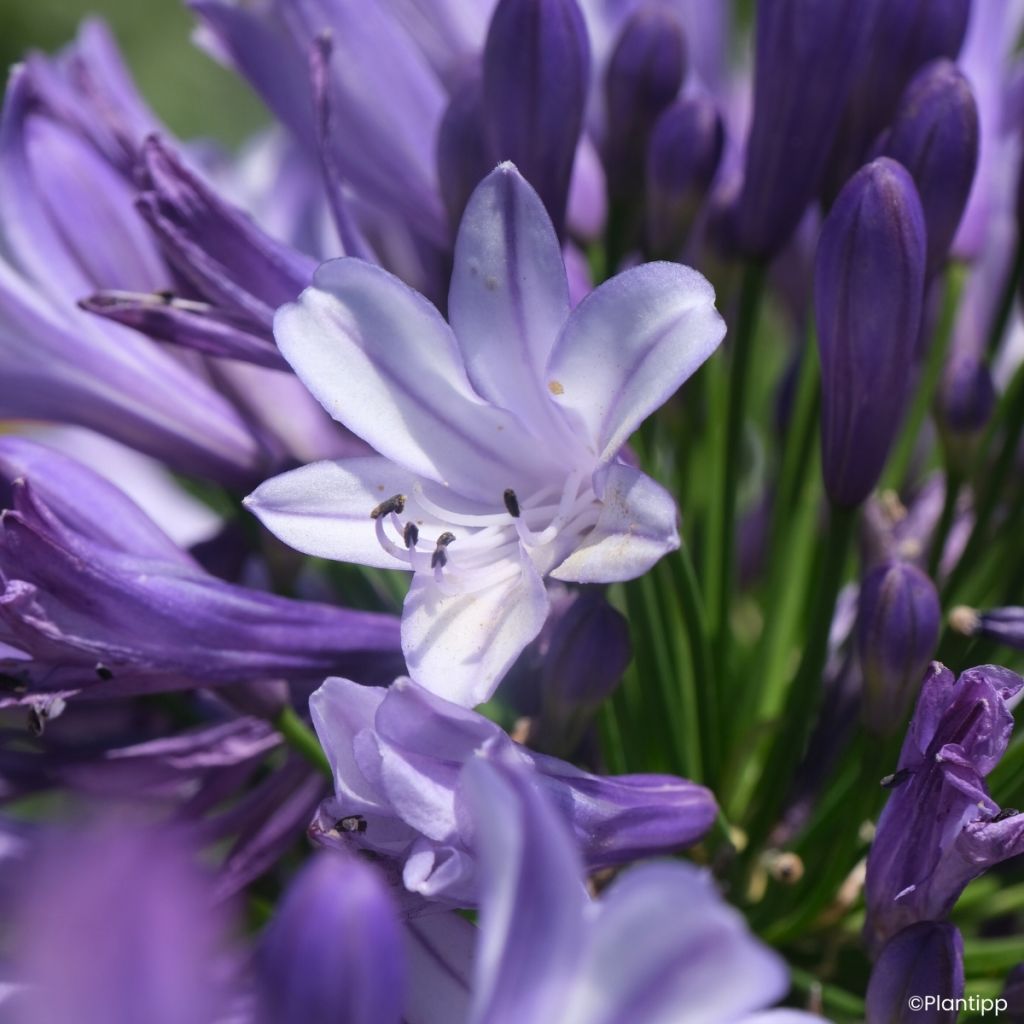 Agapanthus Everpanthus Midnight Moon
