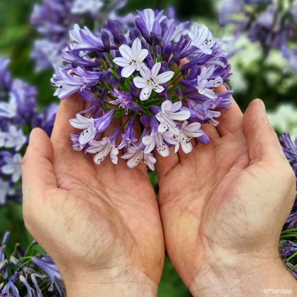 Agapanthus Everpanthus Midnight Moon