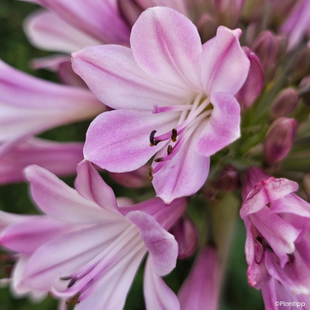 Agapanthus Poppin' Pink - Afrikaanse lelie
