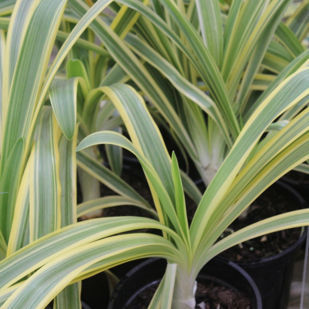 Agapanthus praecox Zambezi - Afrikaanse lelie