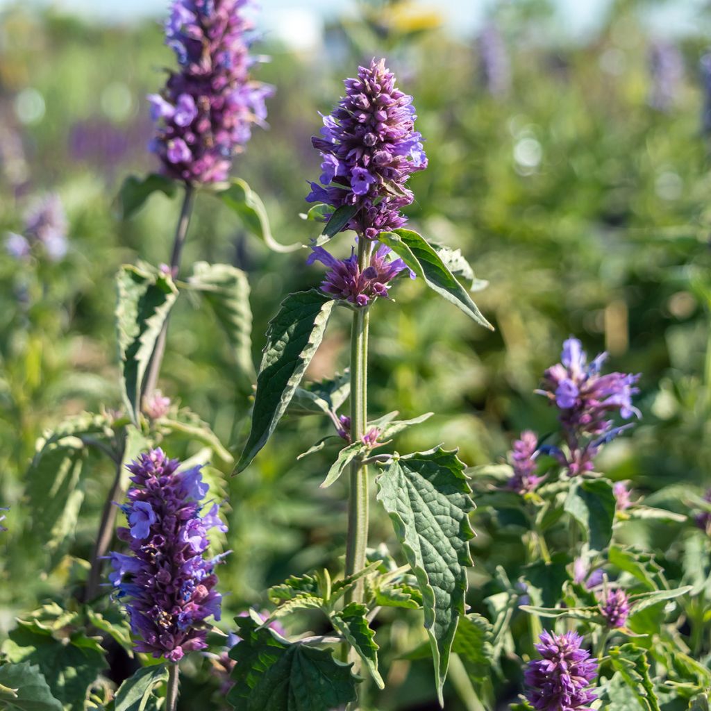 Agastache Blue Boa - Dropplant