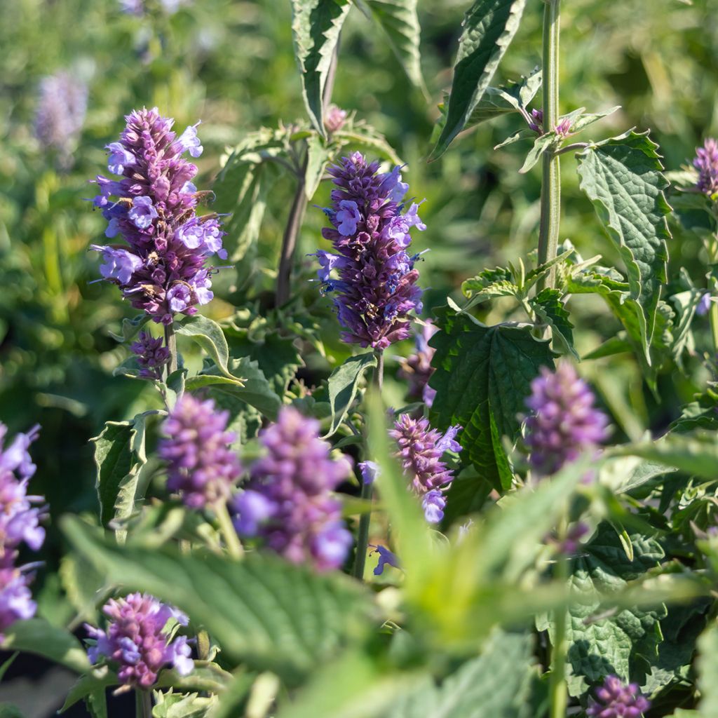 Agastache Blue Boa - Dropplant