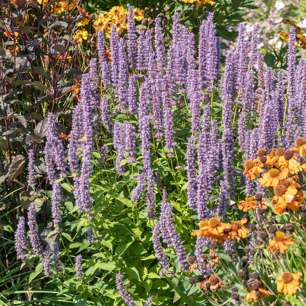 Agastache Blue Fortune - Koreaanse munt