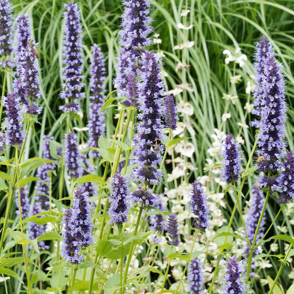Agastache Blue Fortune - Koreaanse munt