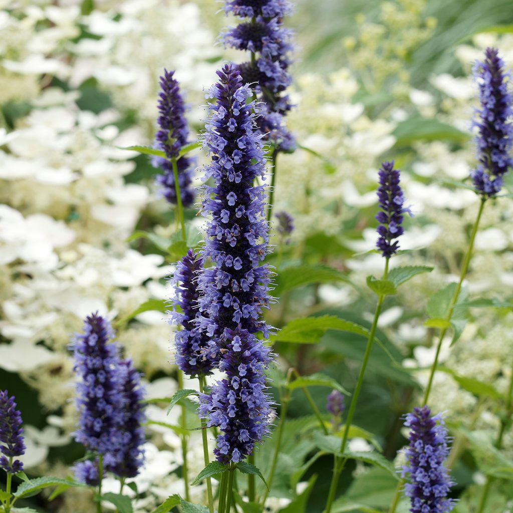 Agastache Blue Fortune - Koreaanse munt