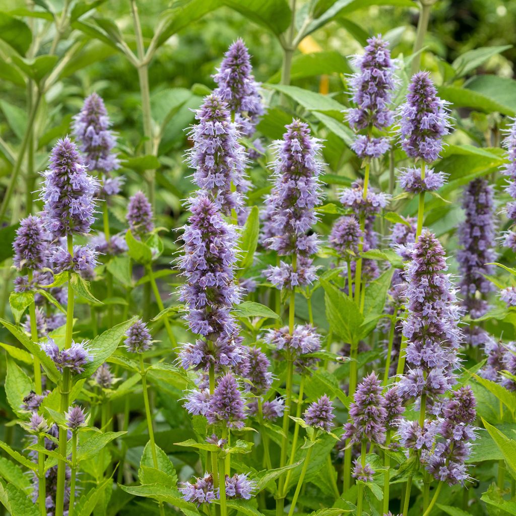 Agastache Blue Fortune - Koreaanse munt