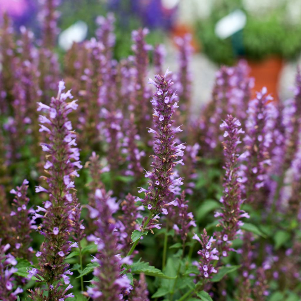 Agastache foeniculum Celestia - Dropplant