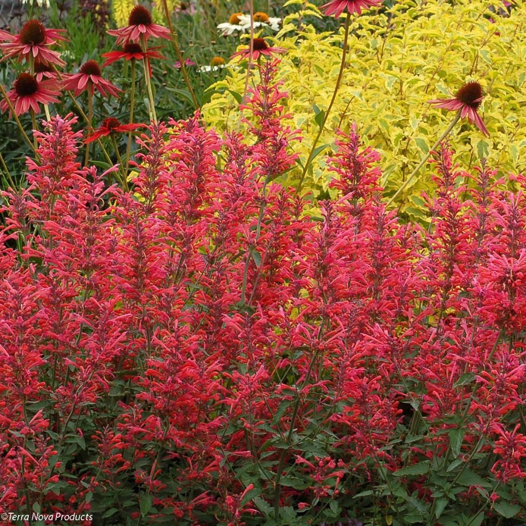 Agastache Kudo's Coral - Agastache hybride rouge corail.