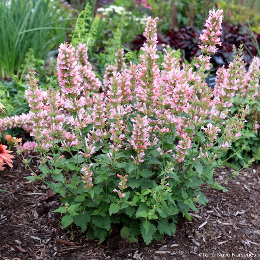 Agastache Pink Pearl - Dropplant