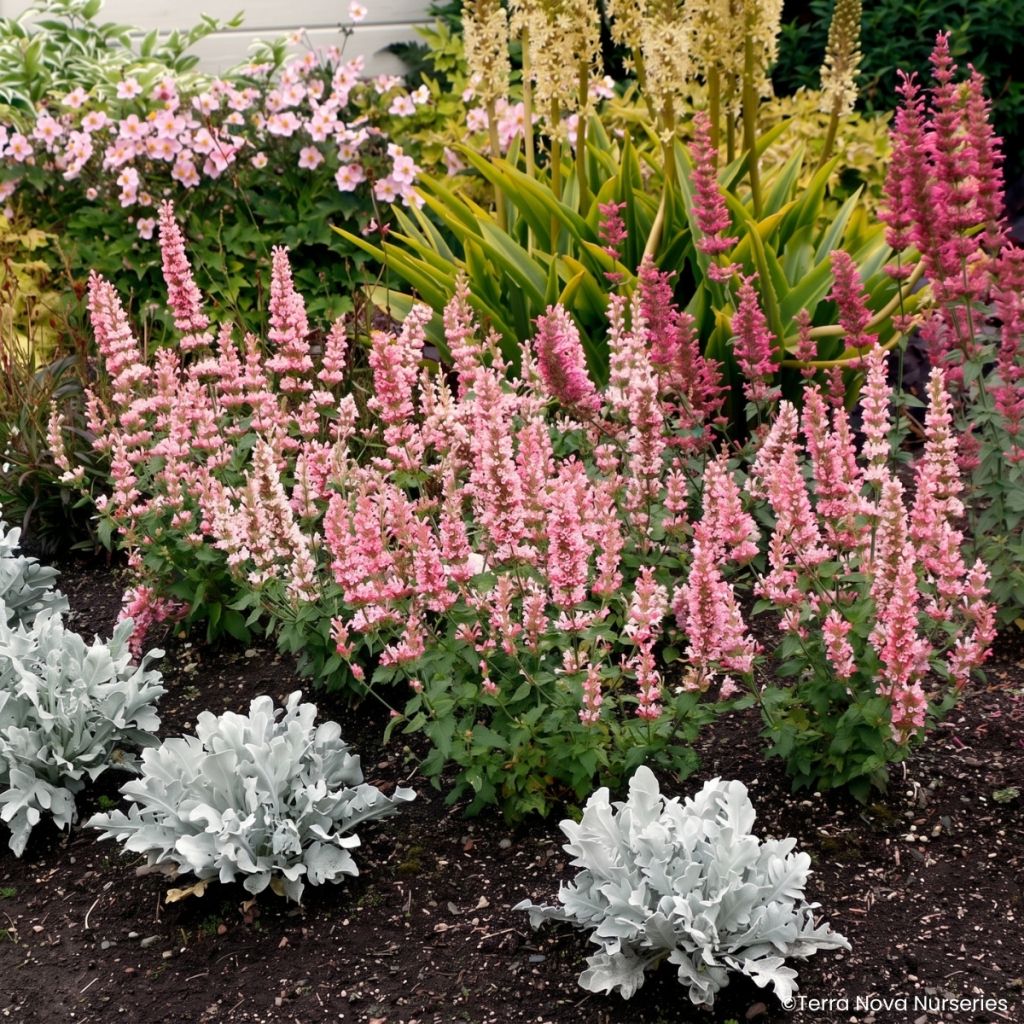 Agastache Pink Pearl - Dropplant