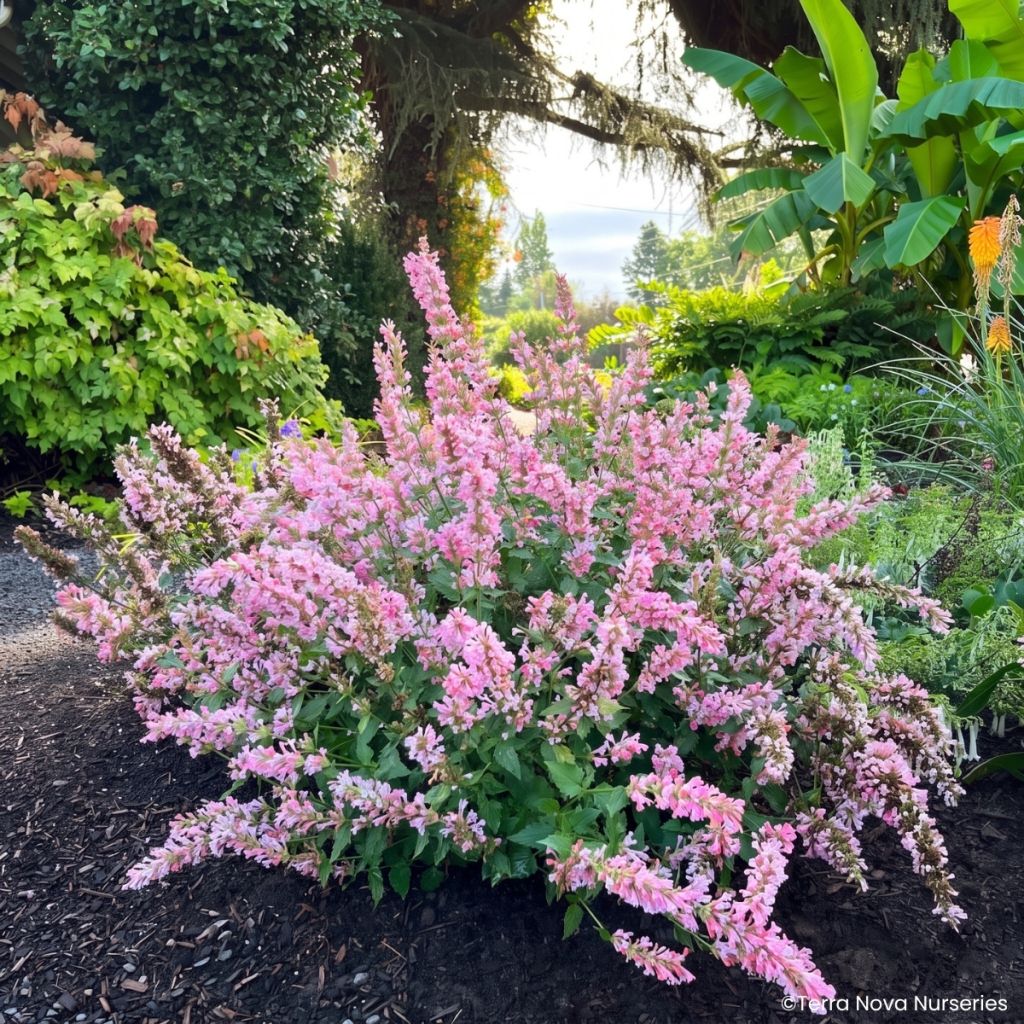 Agastache Pink Pearl - Dropplant