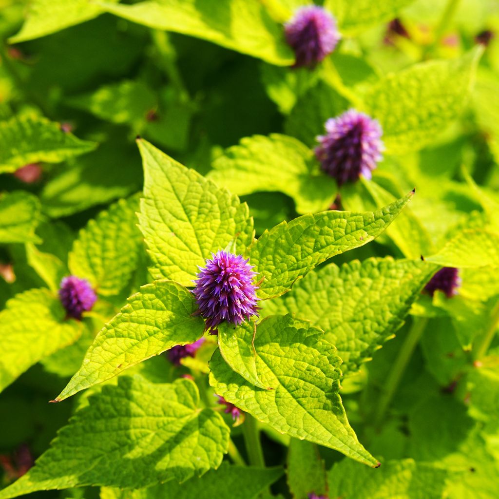 Agastache fenouil Golden Jubilee - Dropplant