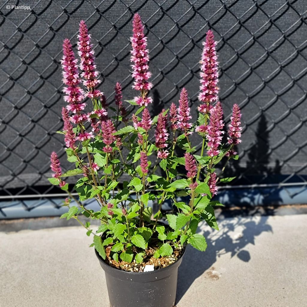 Agastache Beelicious Pink - Dropplant