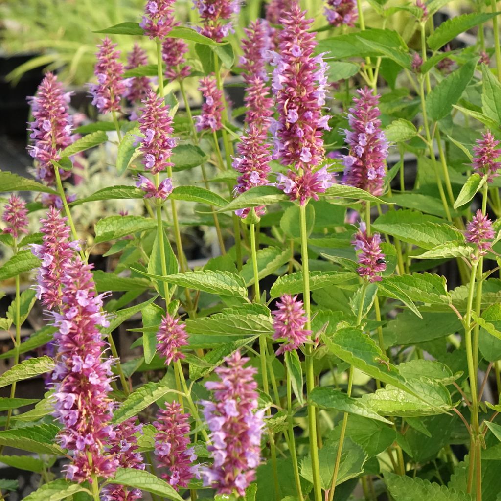 Agastache  Beelicious Purple - Dropplant