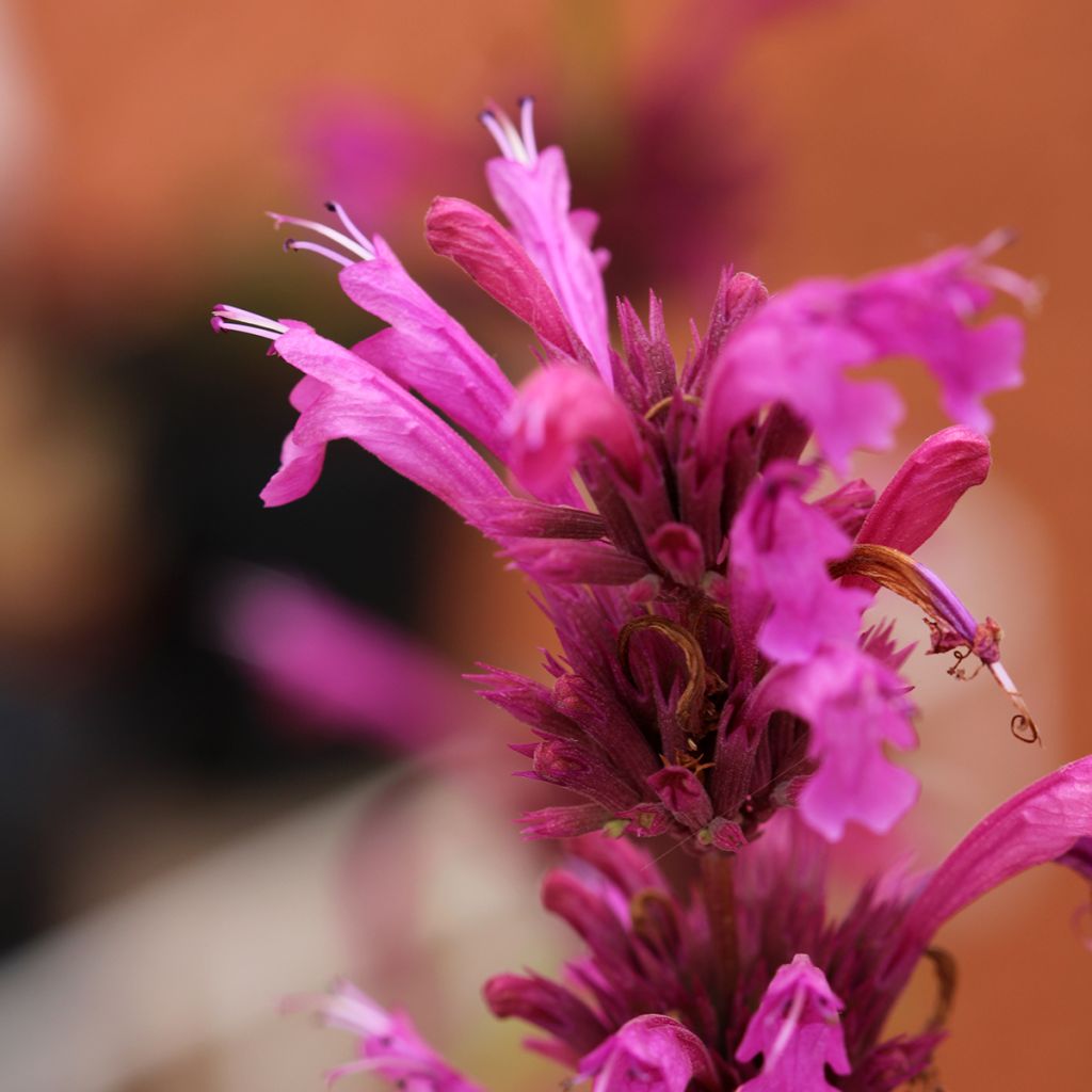 Agastache Danish Delight - Dropplant