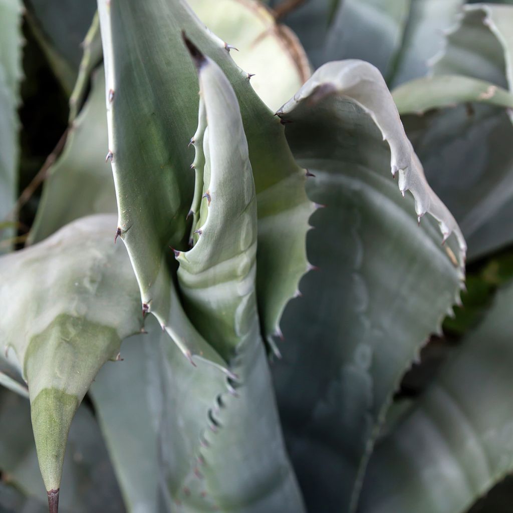 Agave americana - Honderdjarige aloë