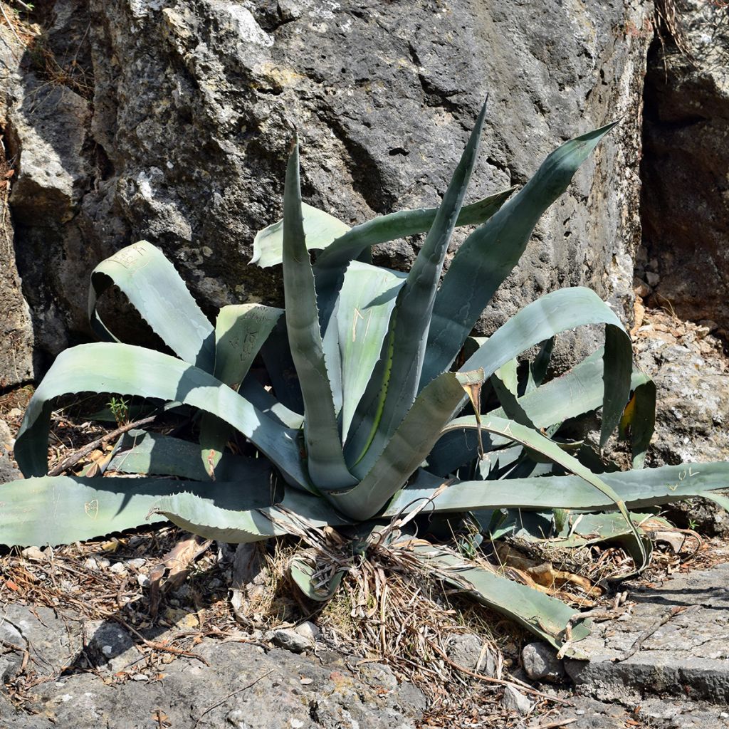 Agave americana - Honderdjarige aloë
