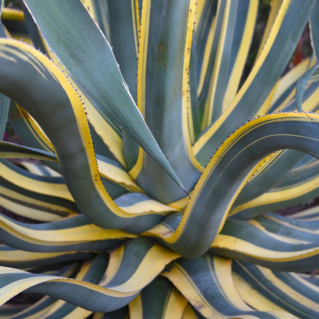 Agave americana Variegata - Honderdjarige aloë
